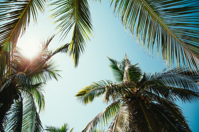 ¿Por Qué Elegir Carbón de Cáscara de Coco para Tus Filtros de Agua?